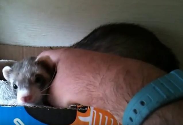 Ferret drags the man's hand to the box to show off her cute babies