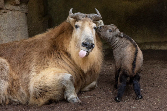 Golden takin born at the San Diego Zoo is a great opportunity to glimpse seldom-seen species