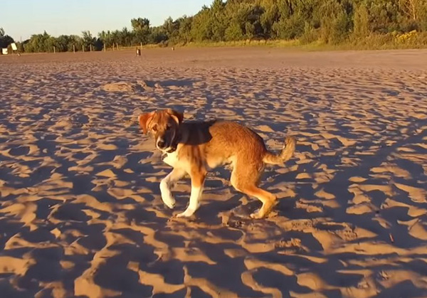 How a homeless puppy with an injured spine managed to find owners in another country