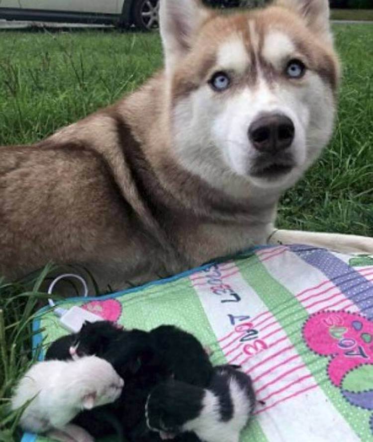 "Husky dragged me into the forest by force!" The dog dived into the box and took out 7 wet kittens one by one