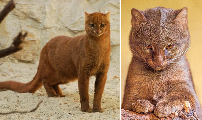 Jaguarundi is a wild cat that can chirp, eat fruit and be friends with monkeys