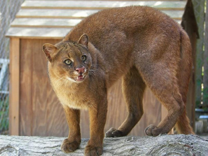 Jaguarundi is a wild cat that can chirp, eat fruit and be friends with monkeys