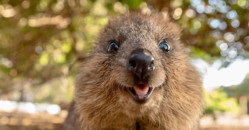 Meet quokka - the happiest animal in the world that smiles to every camera