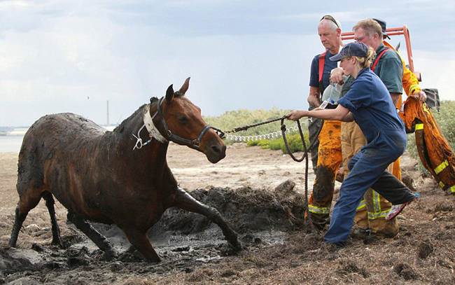 Owner couldn't do anything to help her horse stuck in a quagmire but she didn't leave her pet until the last