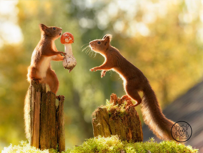 Photographer from Sweden chased squirrels for 6 years to take these pictures