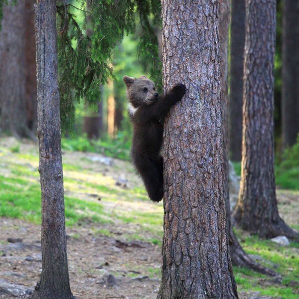Rare pictures of "dancing" bears in the forest taken by a Finnish teacher