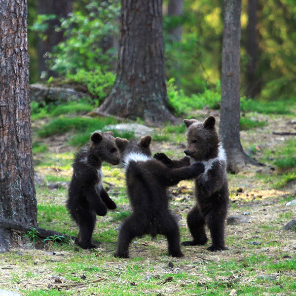 Rare pictures of "dancing" bears in the forest taken by a Finnish teacher