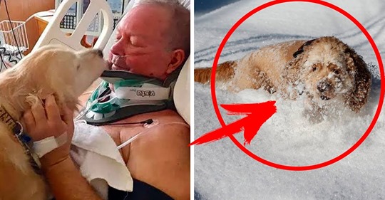 The dog saved the life of its owner by laying on it for 24 hours in severe frost