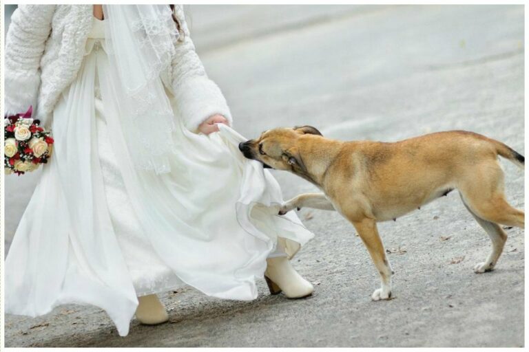 The dog has become a real heroine and saved many people at the wedding