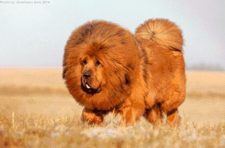 The most expensive dog on earth! What a Tibetan Mastiff looks like