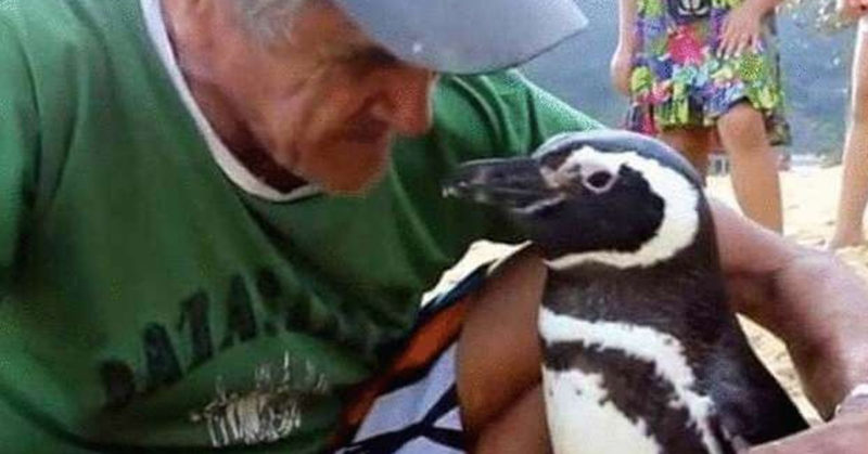 The penguin swims 8,000 km every year to thank his savior for his life