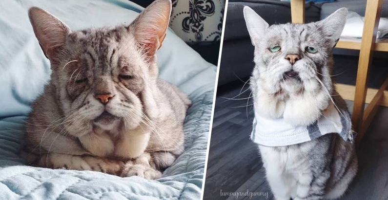 This cat got famous for his unusual face and enjoys the attention of many kind people