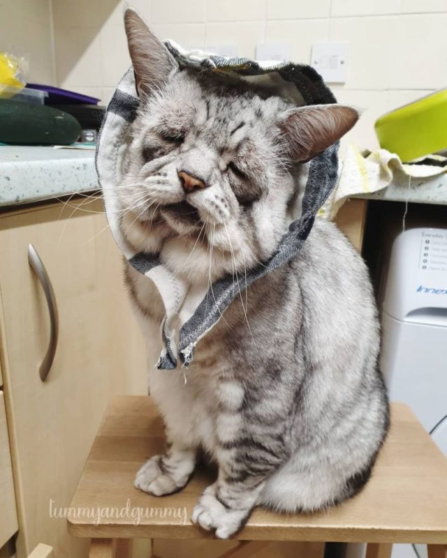 This cat got famous for his unusual face and enjoys the attention of many kind people