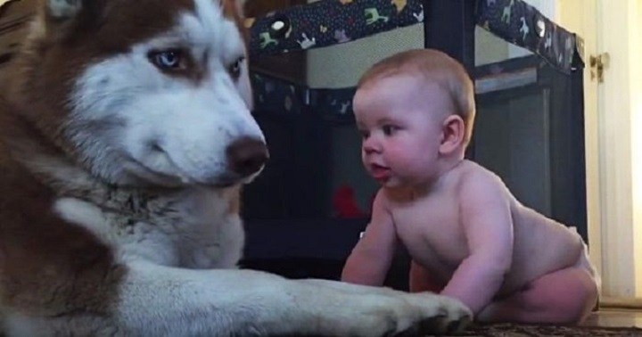 This husky couldn't stay indifferent and eventually started playing with the child