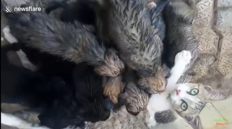 This cat decided to nurse a litter of puppies that lost their mom after a car accident