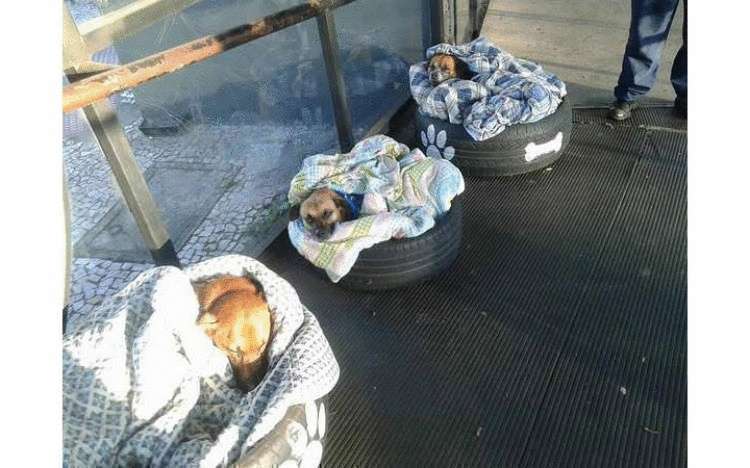 Accommodation and even a separate mattress for each stray dog: bus station as a shelter