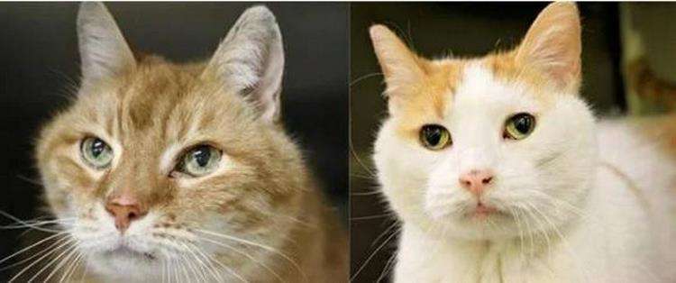 An elderly cat "persuaded" the owner to return to the shelter and pick up her even older friend