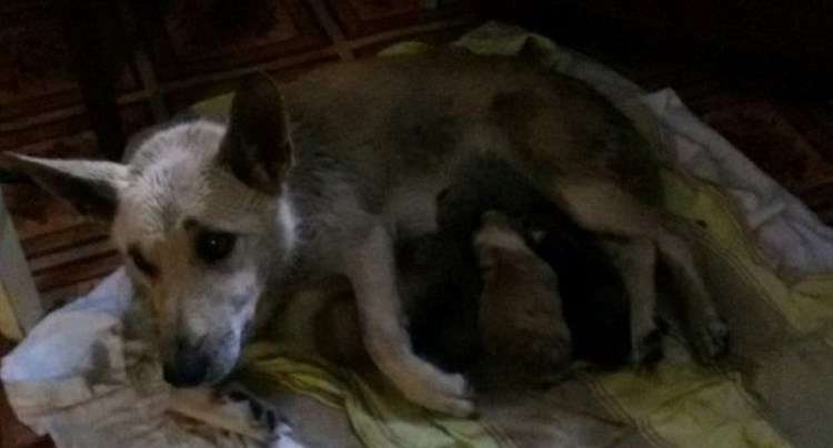 Dog behaved like a real mother, calling people to help save her puppies