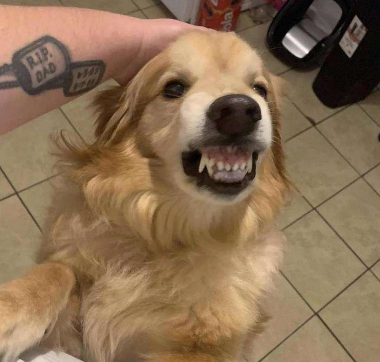 Dog frightened the visitors of the shelter with a strange smile, so no one took him home