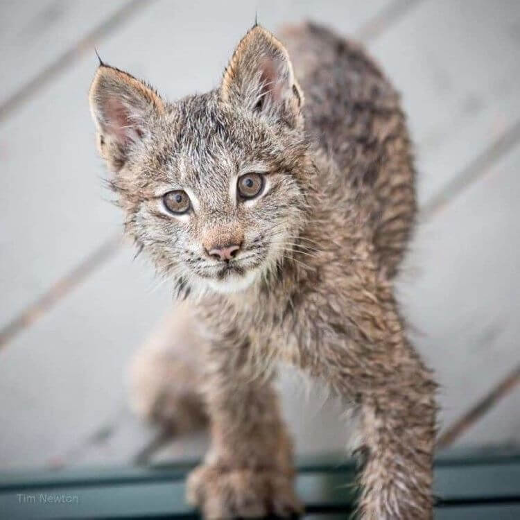 Man accidentally found a whole family of lynxes having fun on the porch of his house