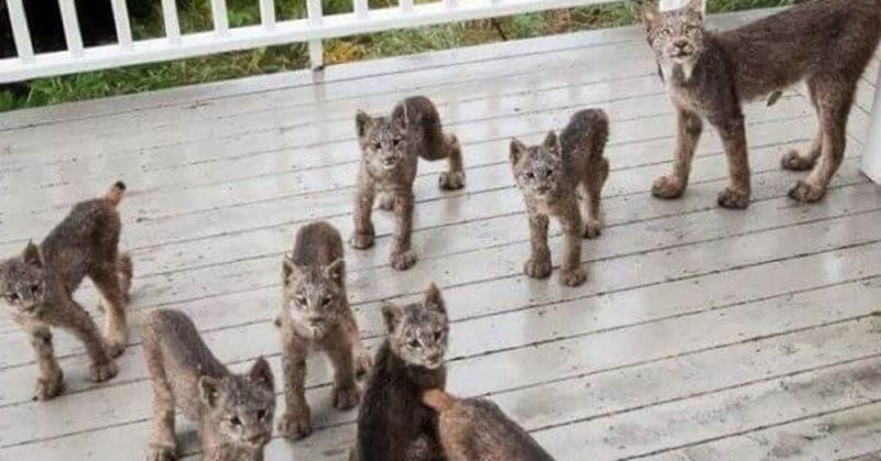 Man accidentally found a whole family of lynxes having fun on the porch of his house