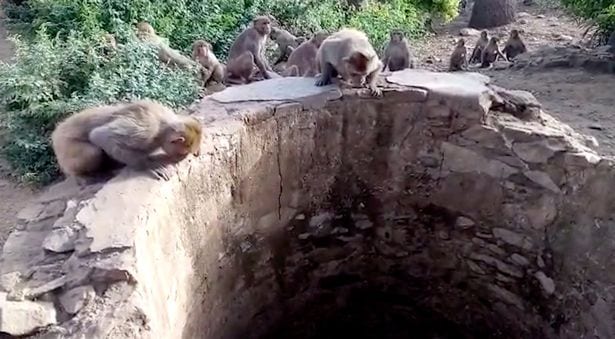 Monkey family saves a leopard that was fallen into a very deep well and couldn't get out of there