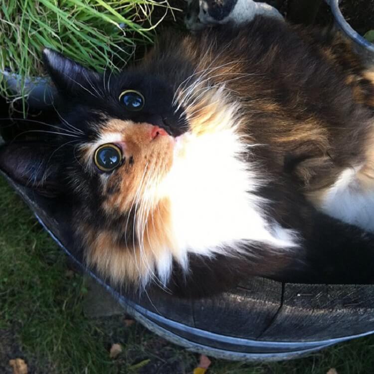 Pictures of a blind cat that conquered the world and her owner with her fantastic eyes