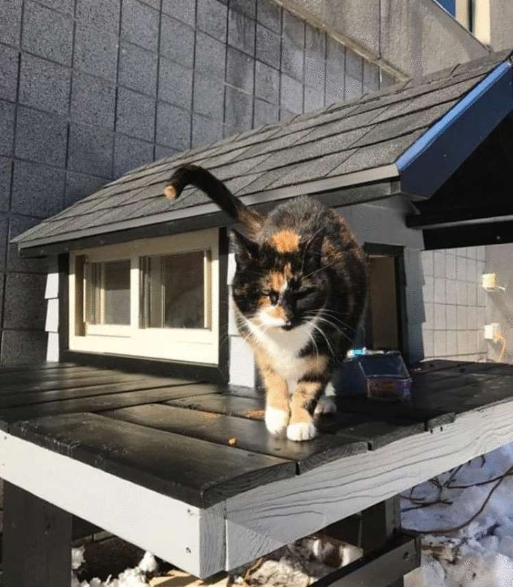 Police officers built a house for the kitten that refused to leave their side