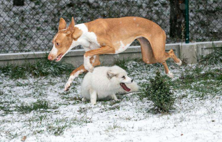 Snow white fox rescued from a fur farm rejoices in snow for the first time