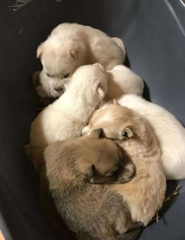 The dog lay in the snow with puppies for 3 weeks until people came to help them get out