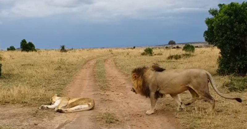 The lion 'bit' the lioness! You have never seen such a quick response before