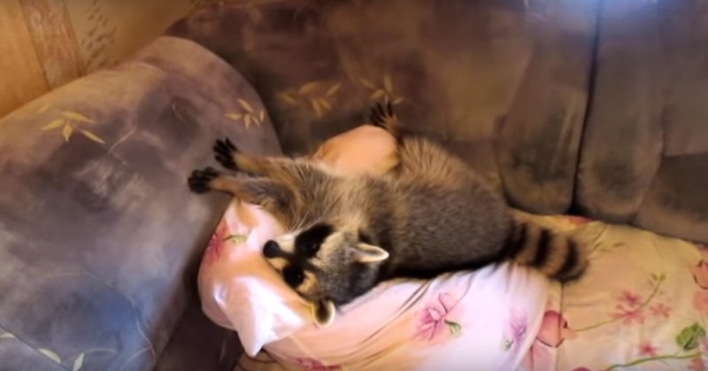 The most amusing raccoon in the world that still refuses to go to bed