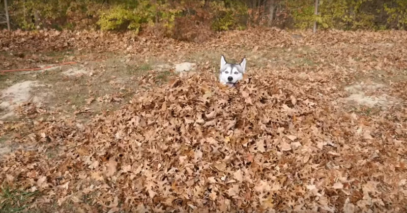 The owner filmed his dog playing in the leaves: these emotions are worthy of your attention