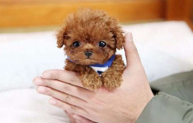 The smallest poodle dog in the world that weighs 1,5 kg at most is incredibly cute