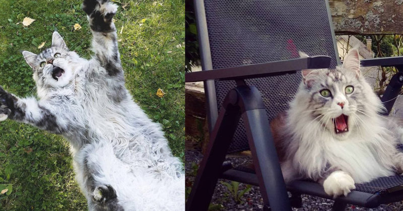 These photos will prove to you that even the majestic Maine Coons can be ridiculous