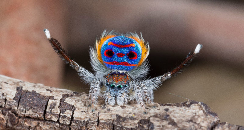 This is something new: you will remember this spider dance for a very long time