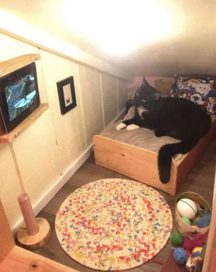 This man made a real room for his cat, like Jerry had from the famous cartoon