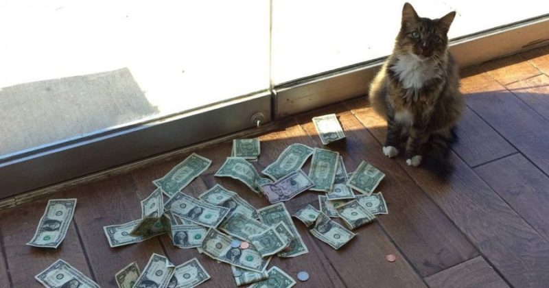 Employees of the company watched every day how their cat carried money, but could not understand where he got the cash from