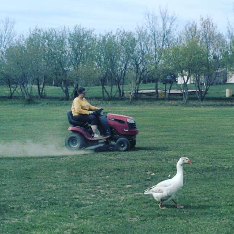 Fox stole a goose right from the yard, but after this events the scenario didn't go as usual