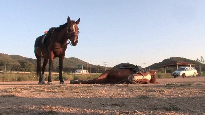 In China, a savvy horse pretends to be dead so as not to be ridden by people