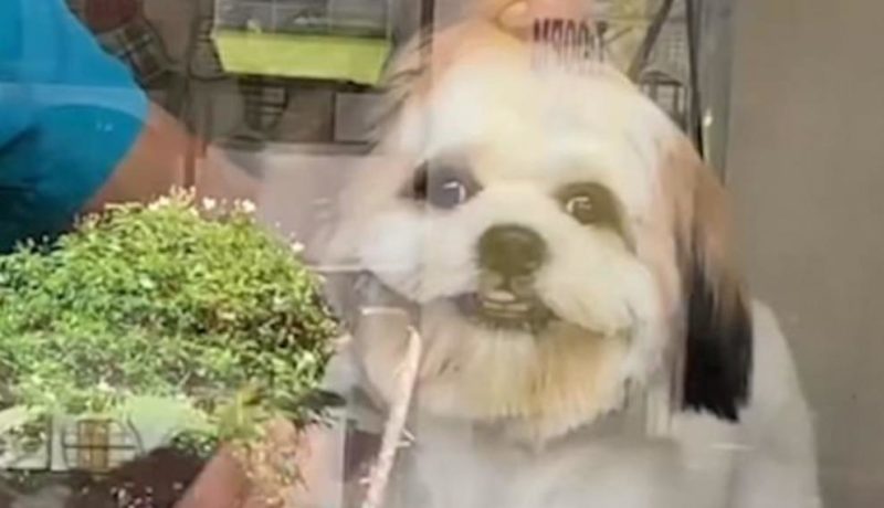 Little and sweet Shih Tzu smiled at the owner during a session with the groomer