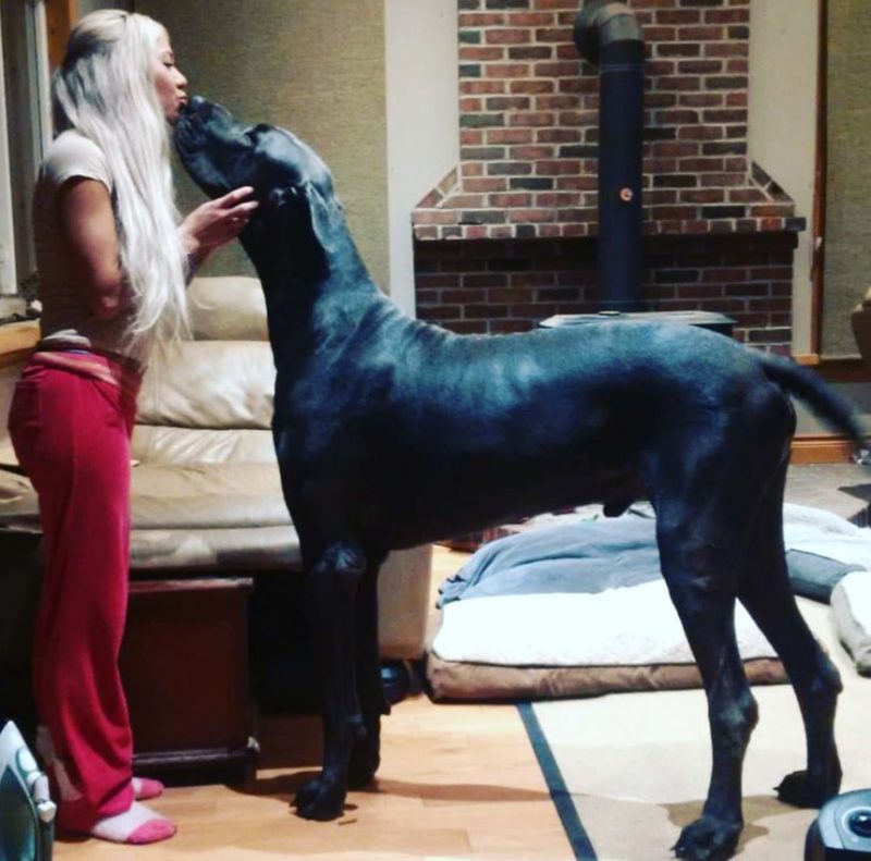 The Great Dane named Thunder is so huge that it is often confused with a horse