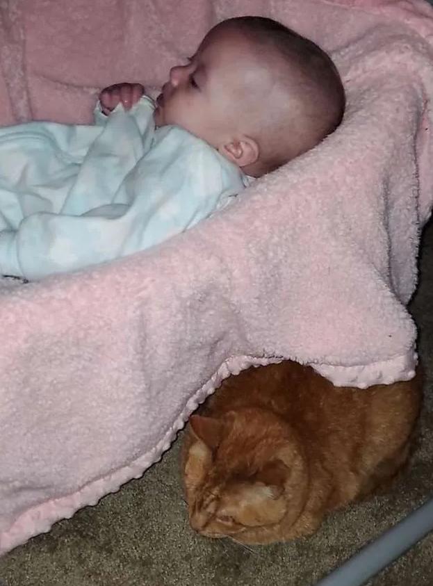 The cat showed with his whole appearance that he didn't love his owner's daughter until everyone was fallen asleep