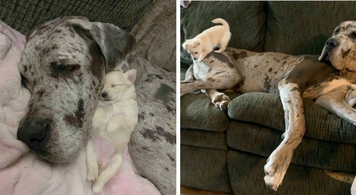 The incredible friendship between Great Dane and Chihuahua: size doesn't matter