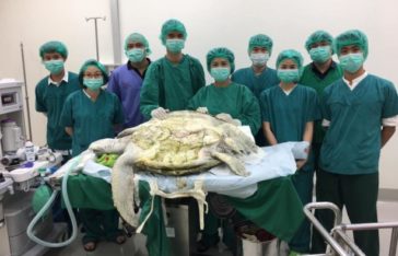 Veterinarians started operating on the turtle and couldn't believe their eyes