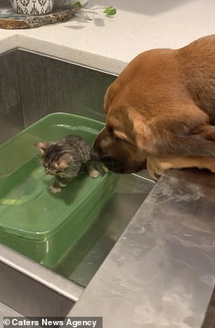 The affectionate dog is fascinated by the little kitten and is stroking her