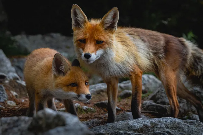 Two foxes ran into someone's yard to escape from the hunters. A friendship developed between the animals and the owner of the farm