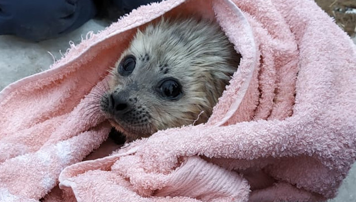 A three-day-old seal baby was looking for help and protection from people