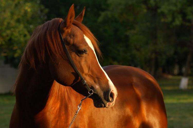 A great miracle! The mother horse gave birth to two healthy foals at once