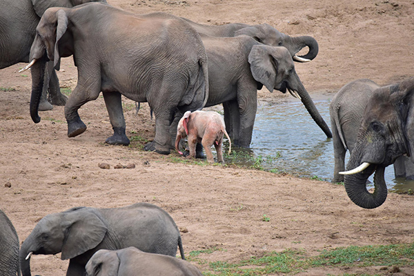 Albino baby elephant: rare photo frames that a tourist managed to capture